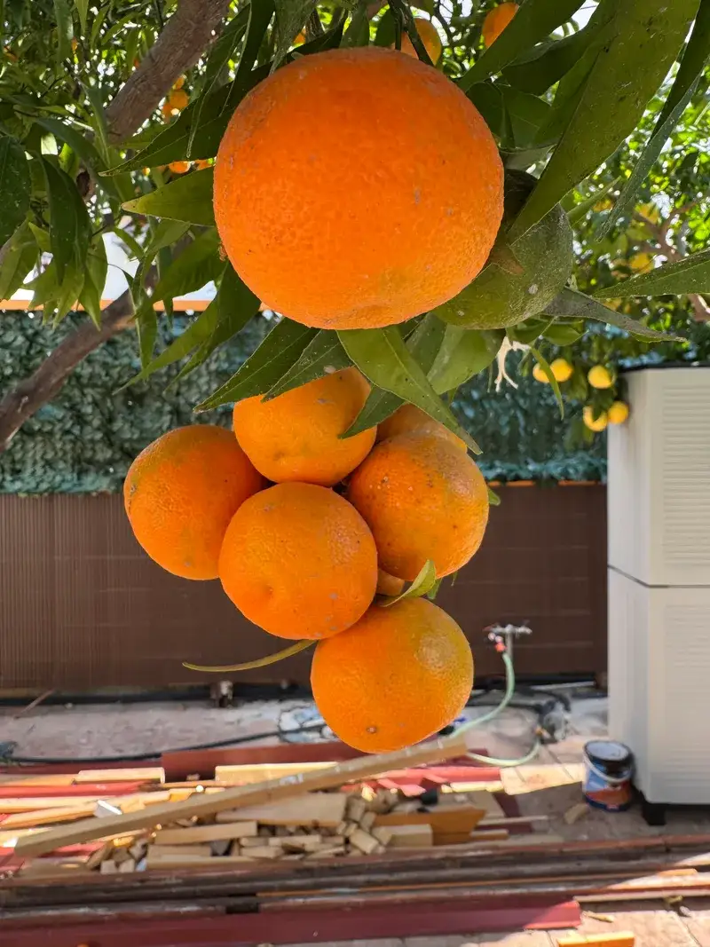 Fresh oranges growing in the garden