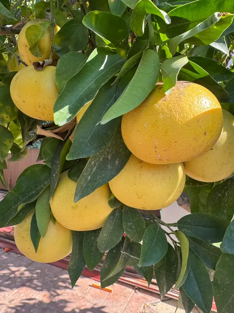 Ripe grapefruit hanging from a citrus tree in the garden