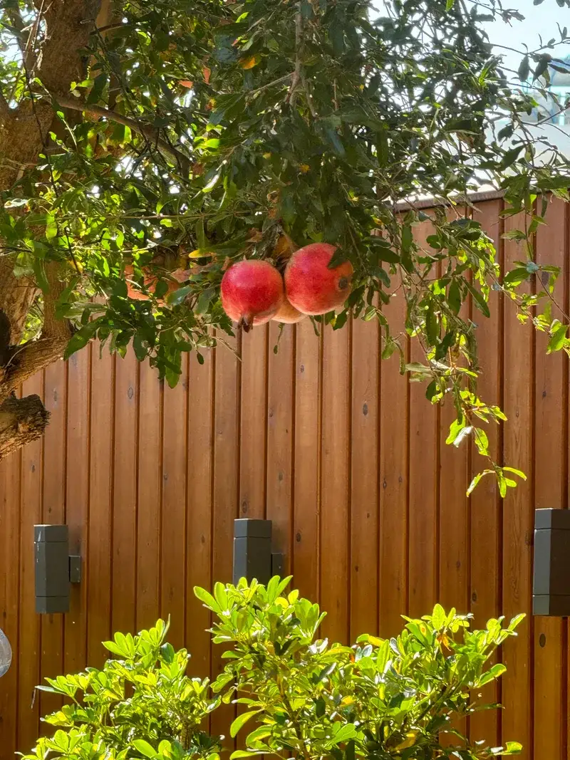 Pomegranate tree against wooden fence