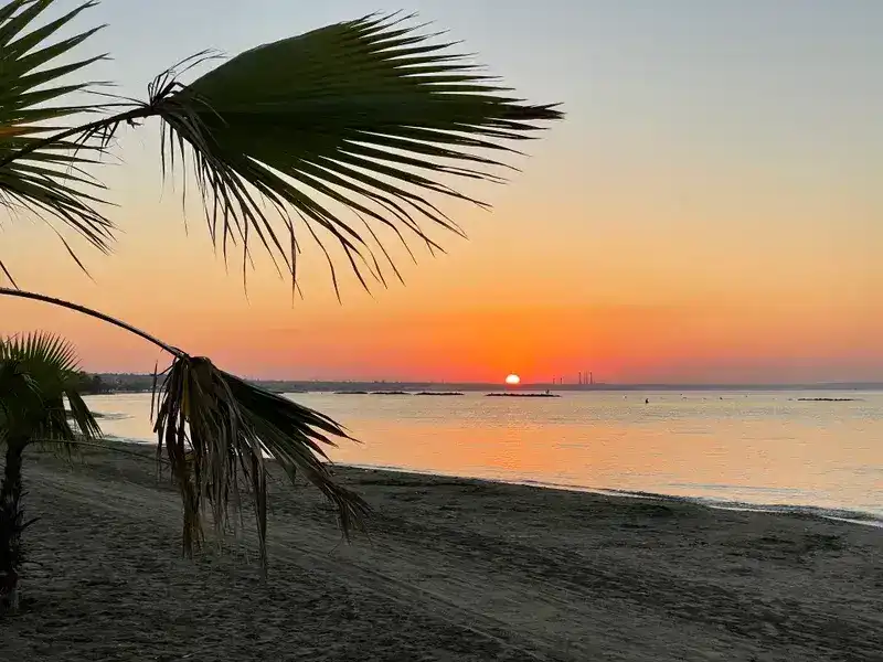 Beach sunset with palm fronds silhouetted against golden sky