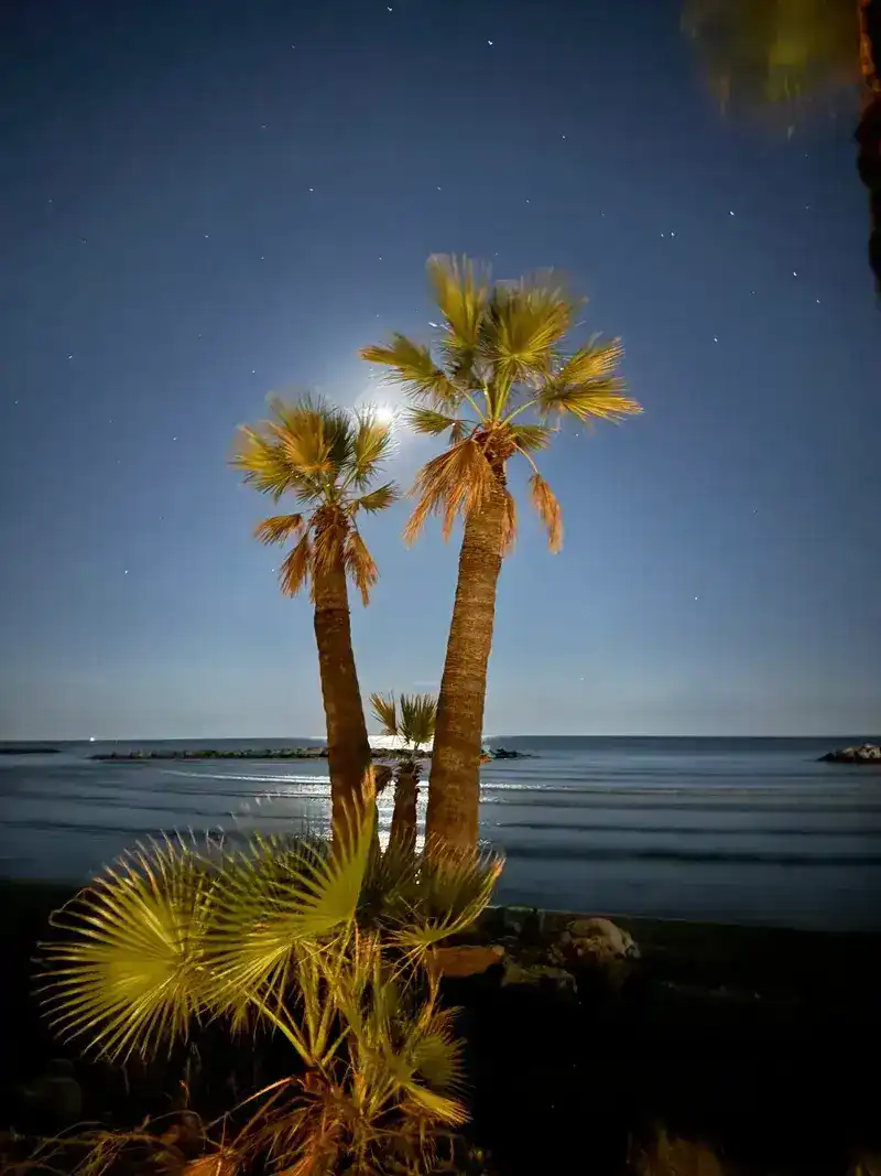Palm trees under moonlight with stars over the Mediterranean sea